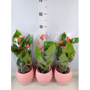 Anthurium  'Karma Pink'