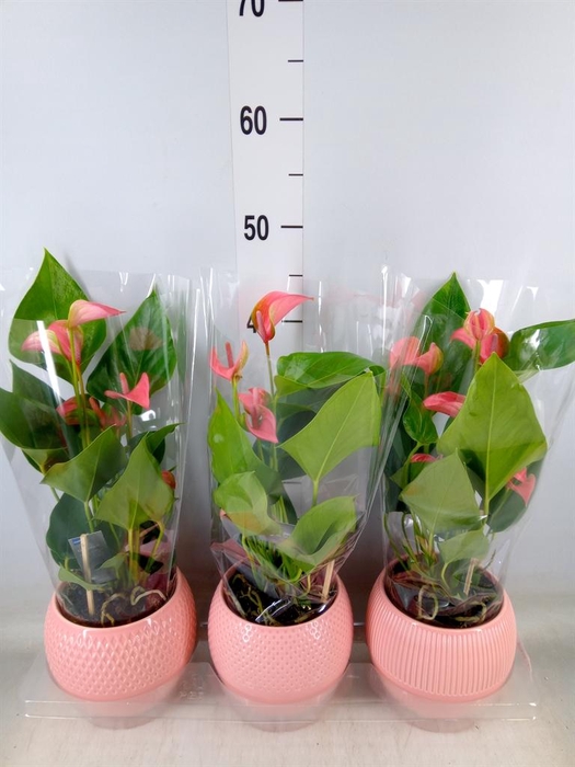 <h4>Anthurium 'Karma Pink'</h4>