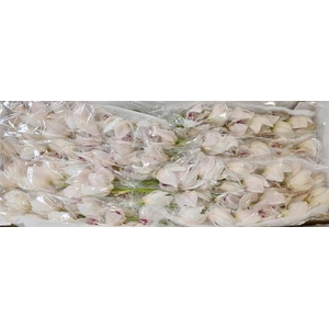 CYMB T MAZURKA WHITE NEW ZEELAND