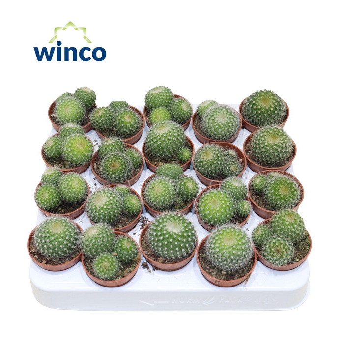 <h4>Notocactus Haselbergii (group)</h4>