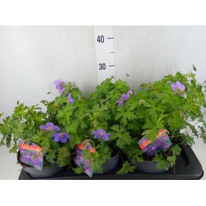 Geranium  'Johnson Blue'