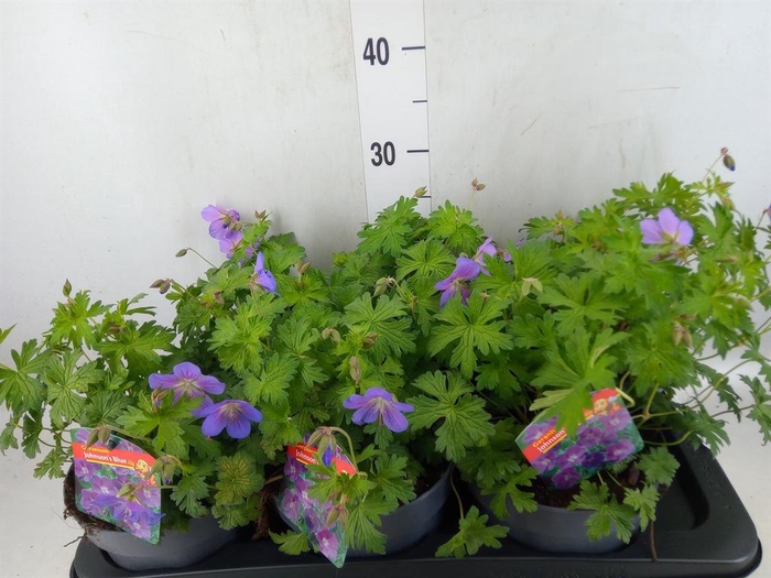 <h4>Geranium  'Johnson Blue'</h4>