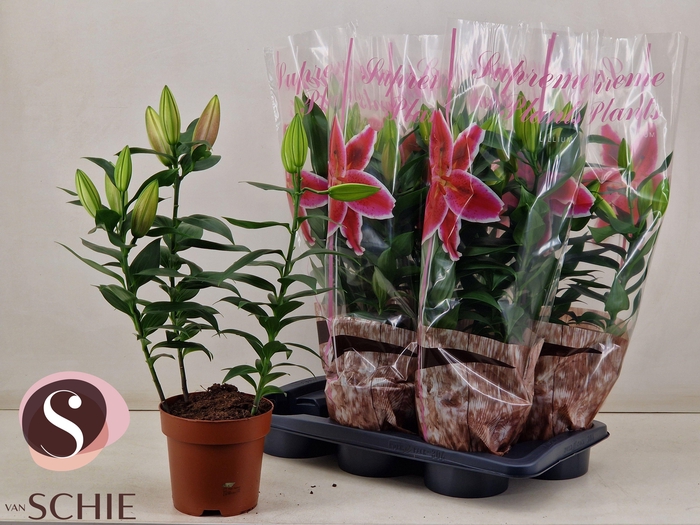 <h4>LIL OR MAGNY COURS</h4>