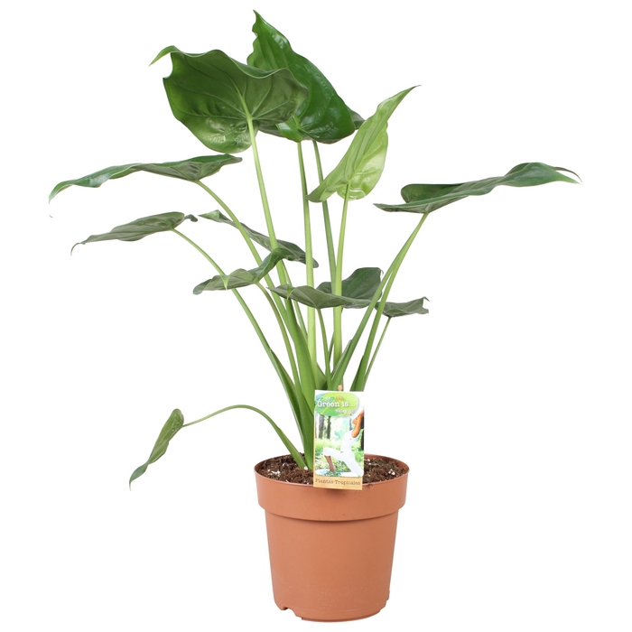 <h4>Alocasia cucullata</h4>