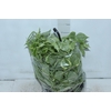 PEPEROMIA SCANDENS C21