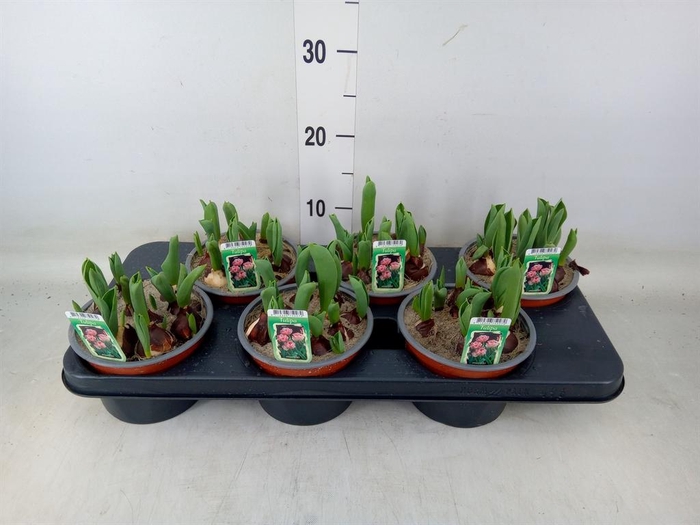 <h4>Tulipa DU   ...</h4>