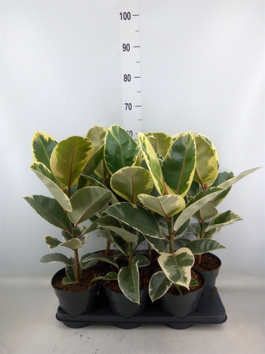 <h4>Ficus elastica 'Tineke'</h4>