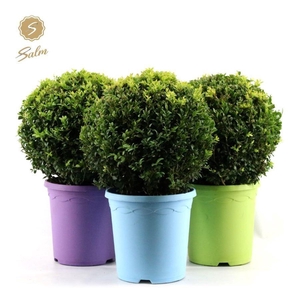 Buxus semp. Ball Ø30cm P23 in Pot Colour