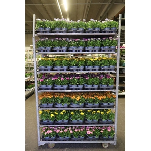 Osteo Mixk 1 Kleur Per Tray