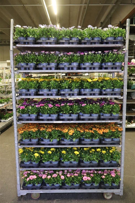 <h4>Osteo Mixk 1 Kleur Per Tray</h4>