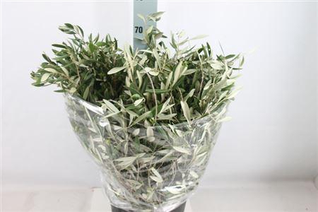 <h4>Olijf Blad 400 Gram</h4>