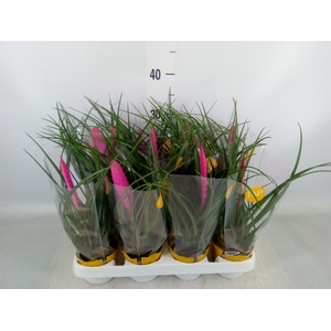 Tillandsia cyanea 'Vincent'