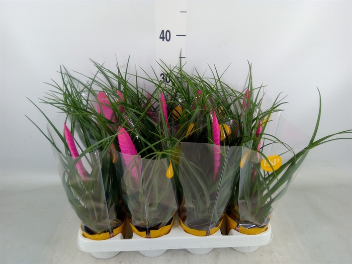 <h4>Tillandsia cyanea 'Vincent'</h4>
