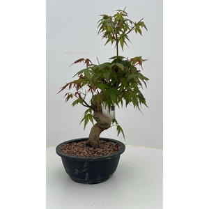 Acer palmatum, in 20 cm trainingspot.