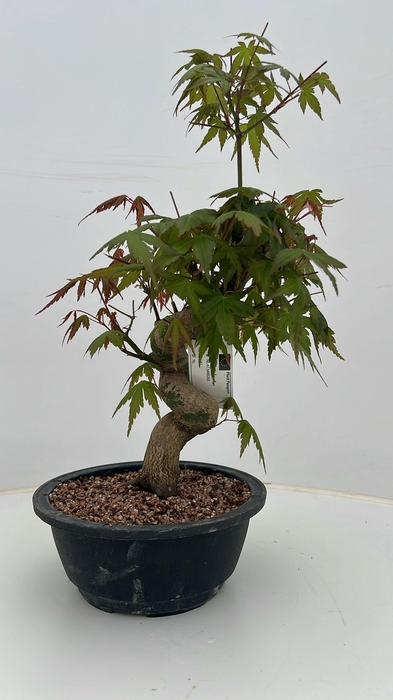 <h4>Acer palmatum, in 20 cm trainingspot.</h4>