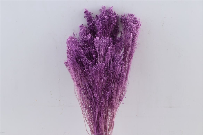 Dried Brooms Milka Bunch