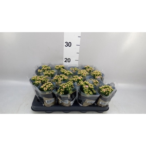 Kalanchoe blos. 'RosDon Alano'