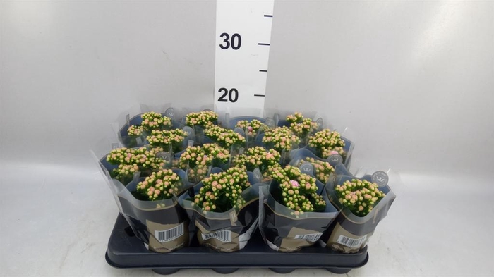 <h4>Kalanchoe blos. 'RosDon Alano'</h4>