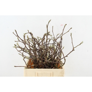 MAGNOLIA PER BUNCH