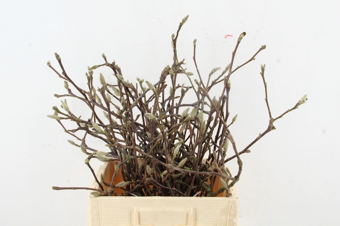 <h4>MAGNOLIA PER BUNCH</h4>
