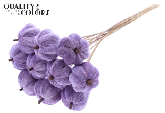 Velvet Pumpkin Ø6cm on stem Milka