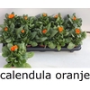 arr8 Calendul Officinalis