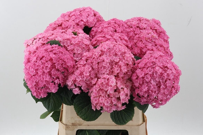 <h4>Hydr M Beau Luxor Rs</h4>