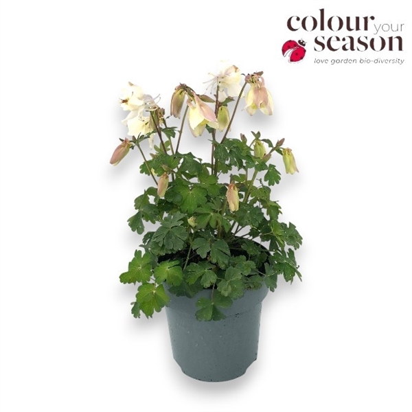 <h4>Aquilegia Spring Magic White</h4>