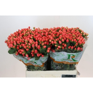 Hypericum Magical Royal Princess