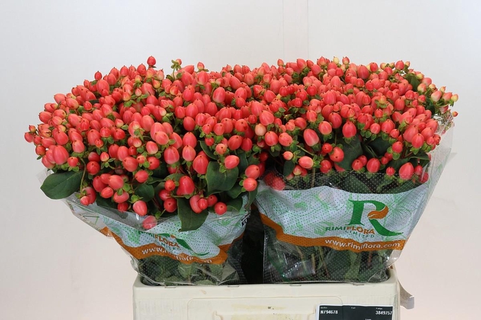 Hypericum Magical Royal Princess