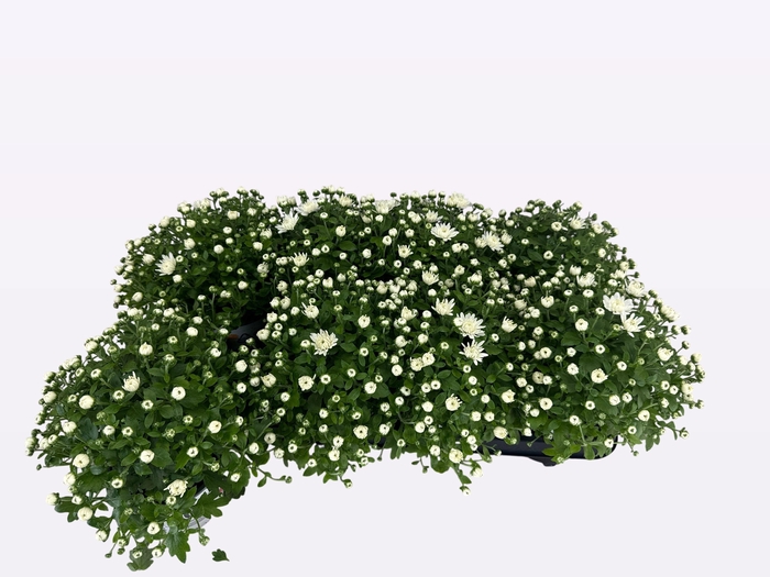 <h4>CHRY FAIR WHITE</h4>