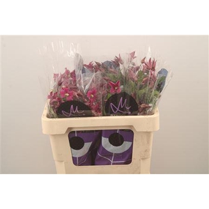 Clematis Amazing Kyiv Pink