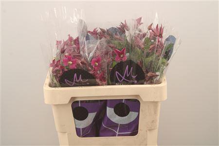 <h4>Clematis Amazing Kyiv Pink</h4>