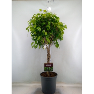 Ficus benja. 'Exotica'