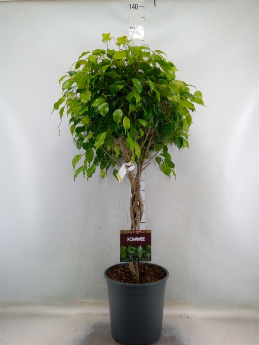 <h4>Ficus benja. 'Exotica'</h4>