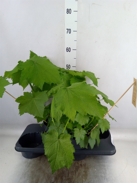 <h4>Sparrmannia africana</h4>
