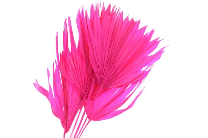 Palm Sun Cerise