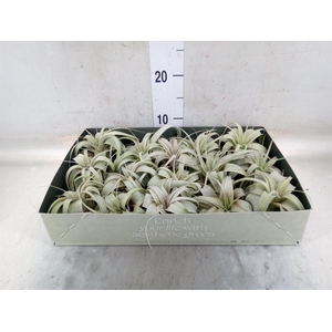 Tillandsia xerographica