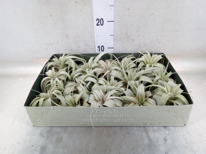 <h4>Tillandsia xerographica</h4>