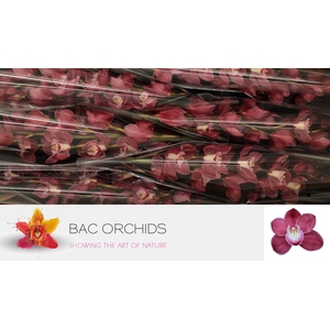 CYMB T MRS PINK PANT