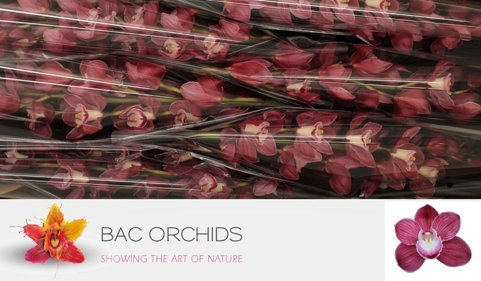 <h4>CYMB T MRS PINK PANT</h4>