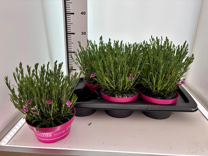 <h4>DIAN DI PINK KISSES</h4>