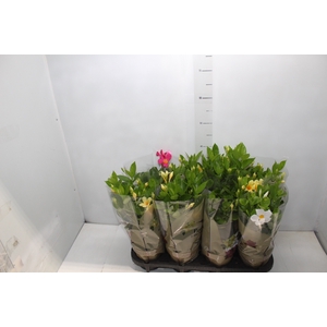 DIPLADENIA PICOLI P14 VARIADO