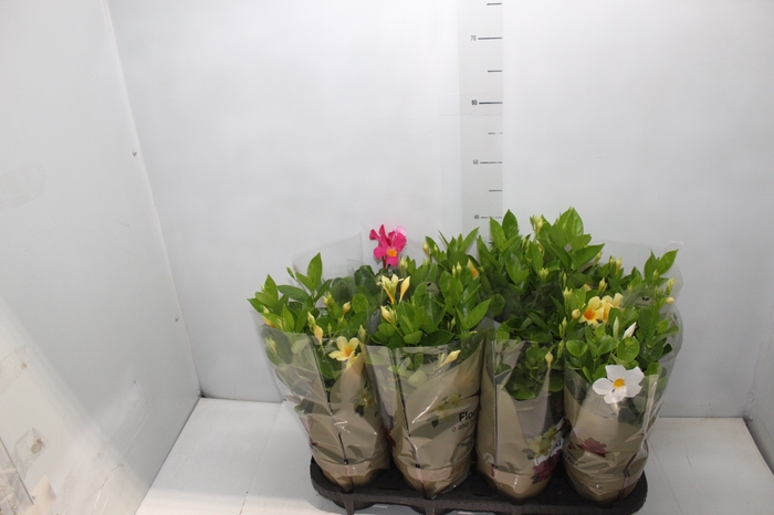 <h4>DIPLADENIA PICOLI P14 VARIADO</h4>
