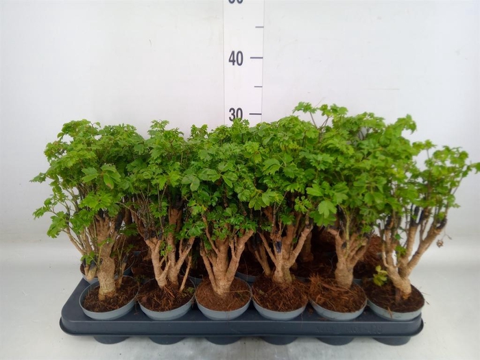 <h4>Polyscias fruticosa</h4>