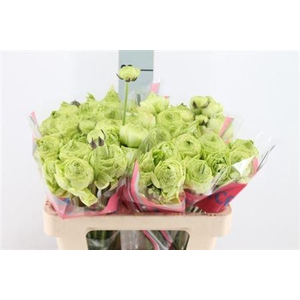 Ranunculus Romance Supreme Light Gr 50cm