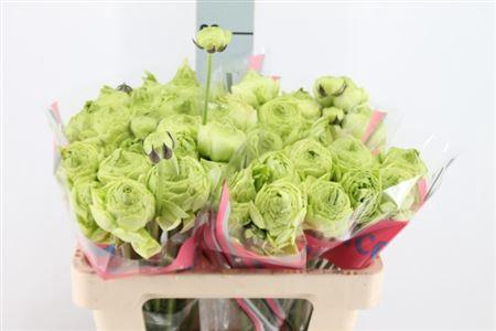 <h4>Ranunculus Romance Supreme Light Gr 50cm</h4>