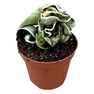 Hoya Compacta Variegata