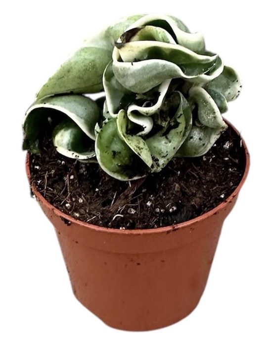 <h4>Hoya Compacta Variegata</h4>