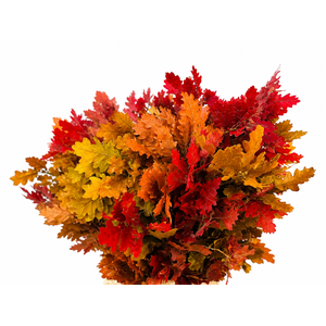 Quercus Preserved Autumn (oak,eik)